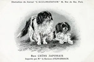 Chins: Japanese Chin Dog