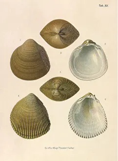 Angles: Japanese Cockles