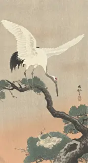 Koson: Japanese Crane on Pine Branch