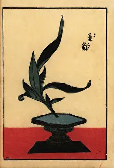 Aster: Japanese flower arrangement with orchid
