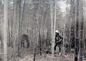 Bamboo: Japanese forest workers, bamboo grove, Japan c.1890's