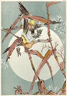 Warblers: JAPANESE GARDEN WARBLERS