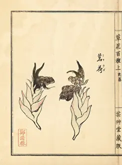 Yamada: Japanese ginger, Zingiber mioga