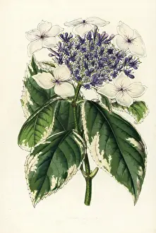 Serres: Japanese hydrangea, Hydrangea japonica fol. albo-variegatis