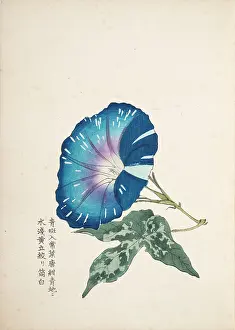 Fujisawa: Japanese Morning Glory (1)