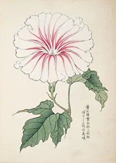 Fujisawa: Japanese Morning Glory (2)