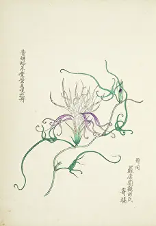 Fujisawa: Japanese Morning Glory (3)