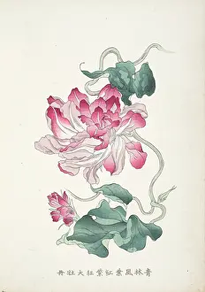Fujisawa: Japanese Morning Glory (4)