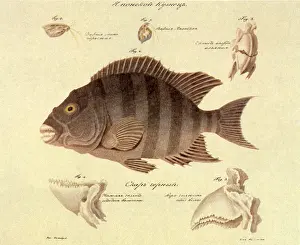Parrotfish: Japanese Parrotfish