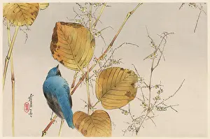 Warbler: JAPANESE PRINT-BLUE BIRD