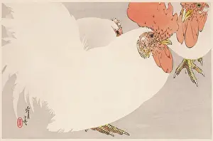 Chickens: JAPANESE PRINT-COCKERELS