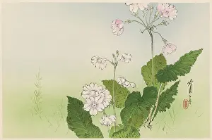 Delicate: JAPANESE PRINT - FLOWERS
