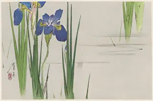 Delicate: JAPANESE PRINT - IRIS
