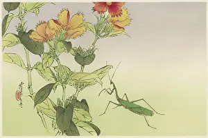 Stunning: JAPANESE PRINT - MANTIS