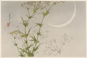 Superb: JAPANESE PRINT - MOON