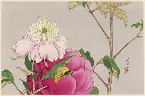 Vivid: JAPANESE PRINT - MOTH