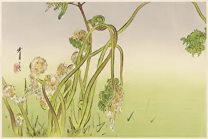 Creepers: JAPANESE PRINT - PLANTS