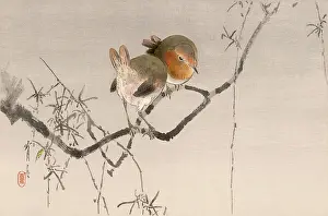 Subtle: JAPANESE PRINT - ROBINS
