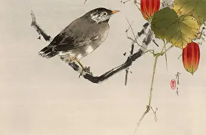 Delicate: JAPANESE PRINT-STARLING