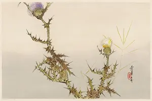 Thistle: Japanese Print - Thistles