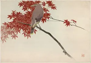 Perching: Japanese print - Waxwing perching on thin branch