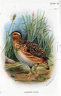 Coturnix: JAPANESE QUAIL