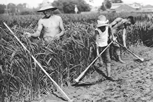 Feild: three Japanese rice farmers