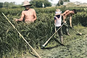 Feild: three Japanese rice farmers