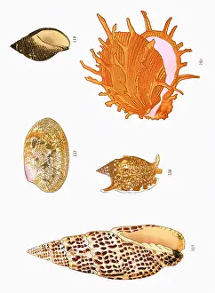 Seashell: Japanese Shells
