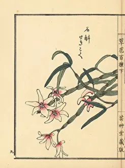 Yamada: Japanese stone orchid, Dendrobium moniliforme