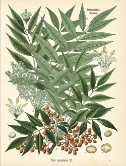 Kohler: Japanese wax tree, Toxicodendron acuminatum