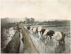 Bending: Japanese workers in the rice fields