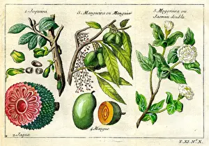 Jasmin: Jaqueira, Mango and Jasmin