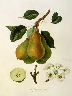 Pyrus: Jargonelle Pears