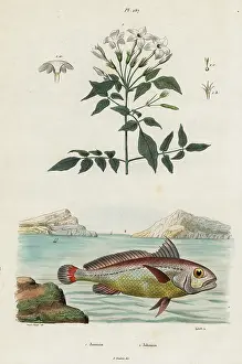 Steel Engraving: Jasmine and bigeye croaker