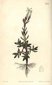 Crassula: Jasmine-flowered crassula, Crassula jasminea
