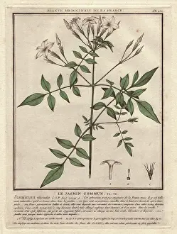Jasminum: Jasmine, Jasminum officinale