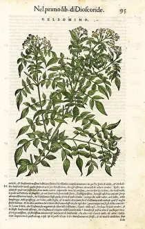 Mattioli: Jasmine, Jasminum officinale