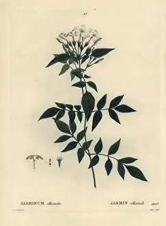 Jasminum: Jasmine, Jasminum officinale