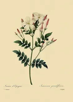 Jasmine: Jasminum grandiflorum