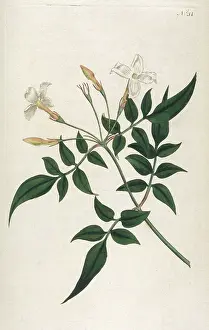 Jasminum: Jasminum Officinale