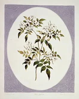 Jasmine: Jasminum polyanthum, jasmine