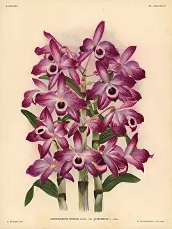 Dendrobium: Jaspideum variety of Dendrobium nobile orchid
