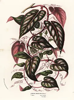 Discolor: Java cissus vine, Cissus javana