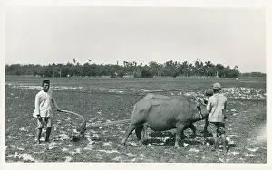 Mar19: Java, Indonesia - Ploughing with a team of oxen
