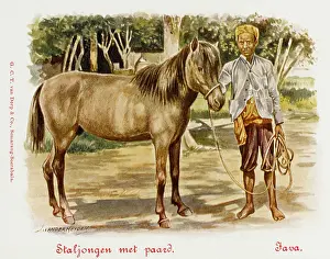 Stableboy: Java - Indonesia - Stableboy with horse