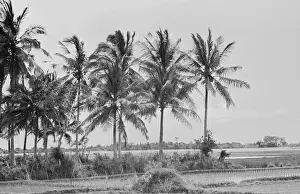 Java: Java island