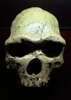 Java: Java Man or Pithecanthropus erectus (Homo Erectus erectus)
