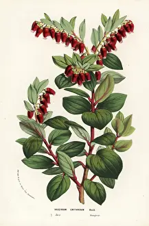 Serres: Java mountain lingonberry, Vaccinium erythrinum