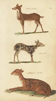 G. Kearsley: Java mouse-deer, Sri Lankan spotted chevrotain